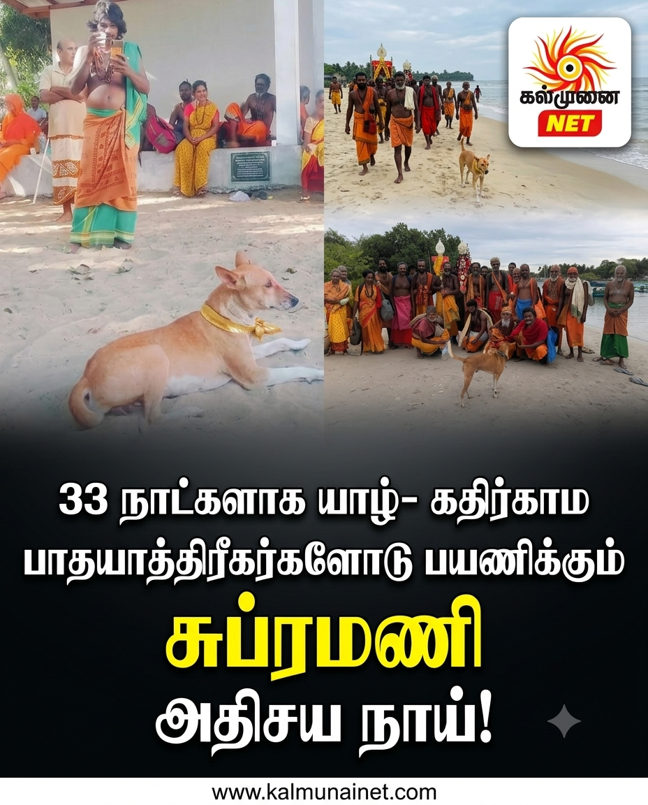 33 நாட்களாக யாழ்- கதிர்காம பாதயாத்திரீகர்களோடு பயணிக்கும் சுப்ரமணியன் – இன்று பேசுபோருளாக அதிசய நாய்!!